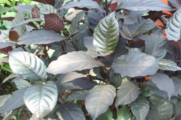 Detail Nama Tanaman Daun Ungu Nomer 33