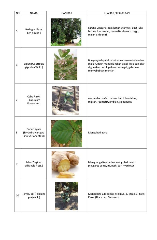 Detail Nama Tanaman Toga Gambar Dan Manfaatnya Nomer 9