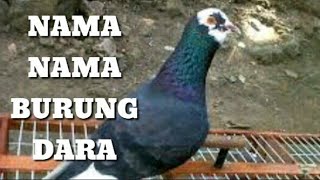 Detail Nama Team Burung Merpati Yang Bagus Nomer 5