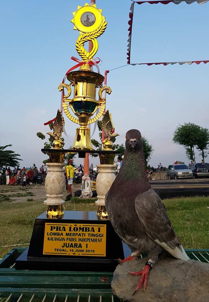 Detail Nama Team Burung Merpati Yang Bagus Nomer 46