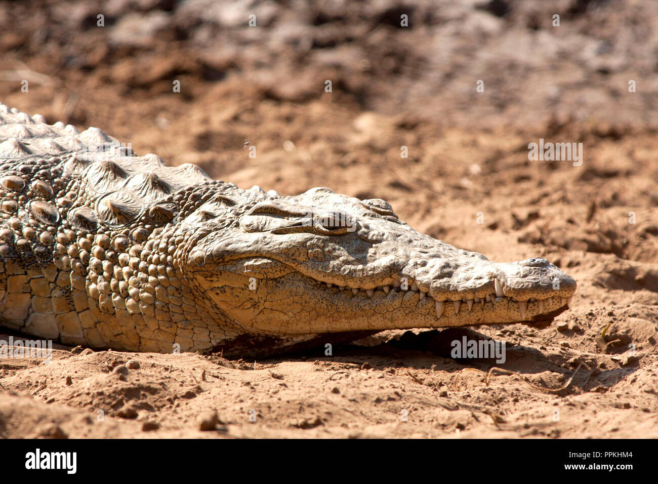 Detail Name Of Crocodile In Peter Pan Nomer 49