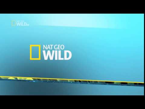 Detail Nat Geo Wild Logo Nomer 23