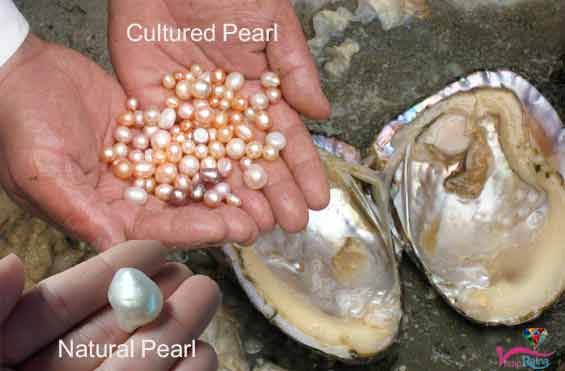 Detail Natural Pictures Of Real Pearls Nomer 29