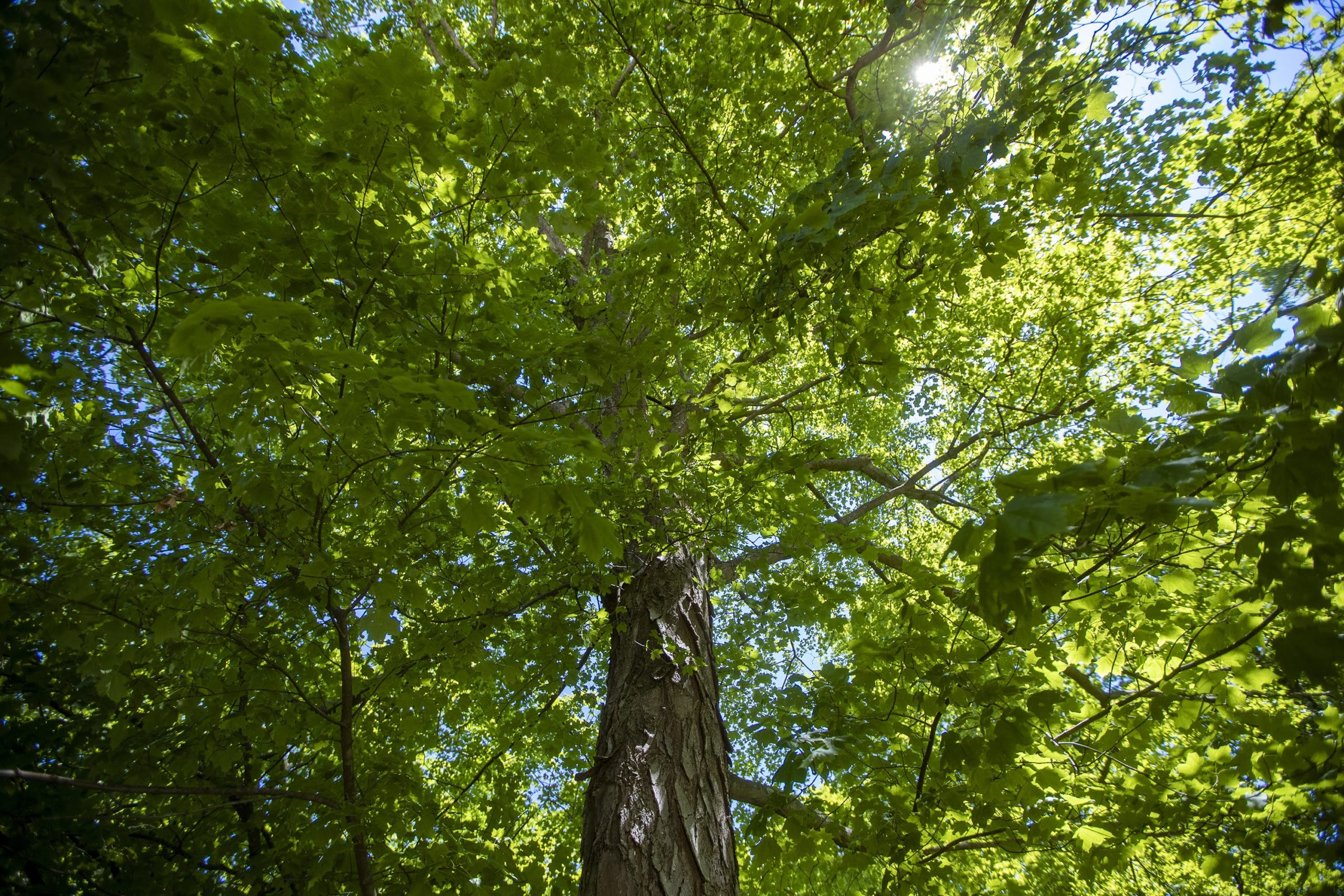 Detail Natural Tree Image Nomer 21