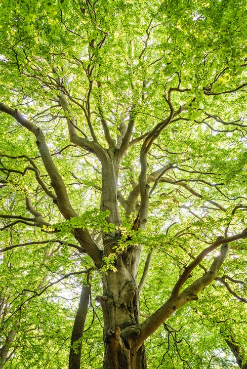 Detail Natural Tree Image Nomer 26