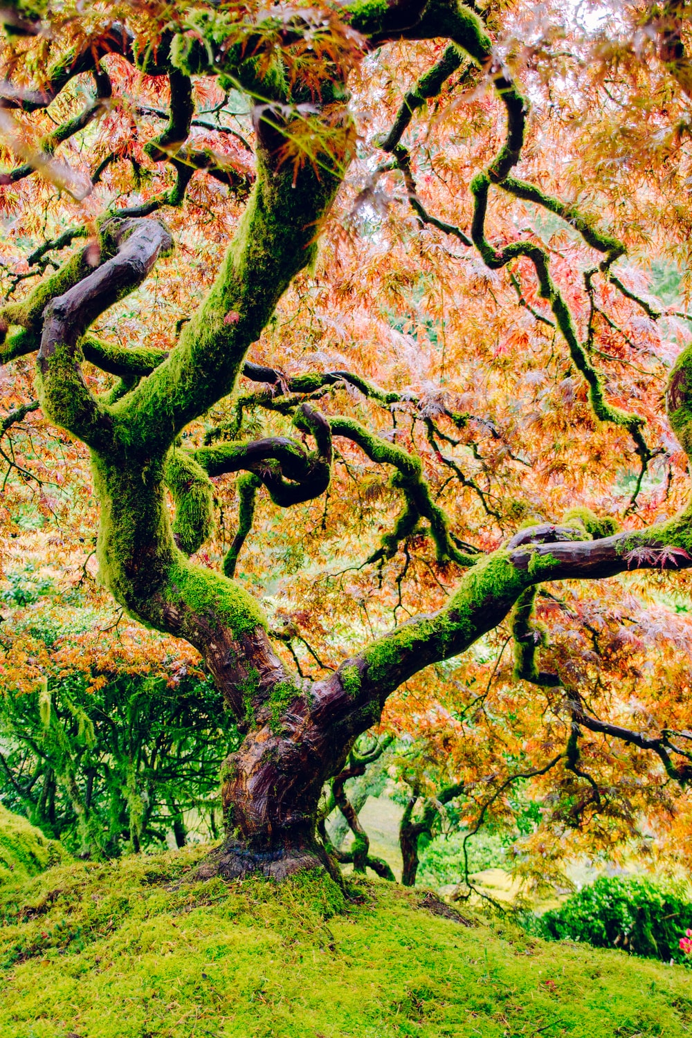 Detail Natural Tree Image Nomer 8