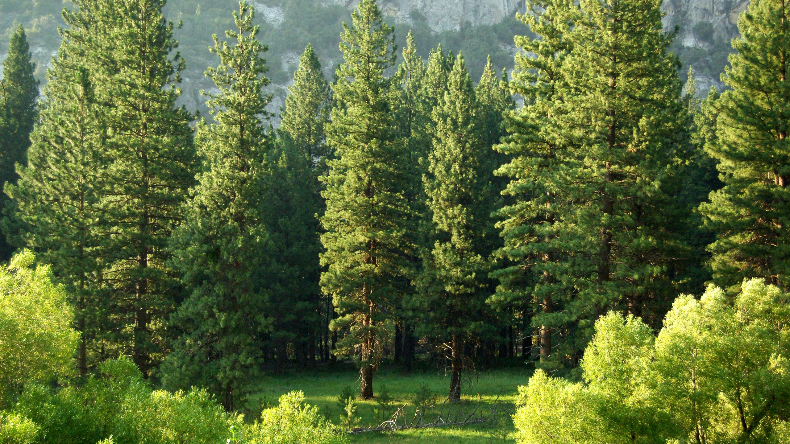 Detail Natural Trees Images Nomer 36