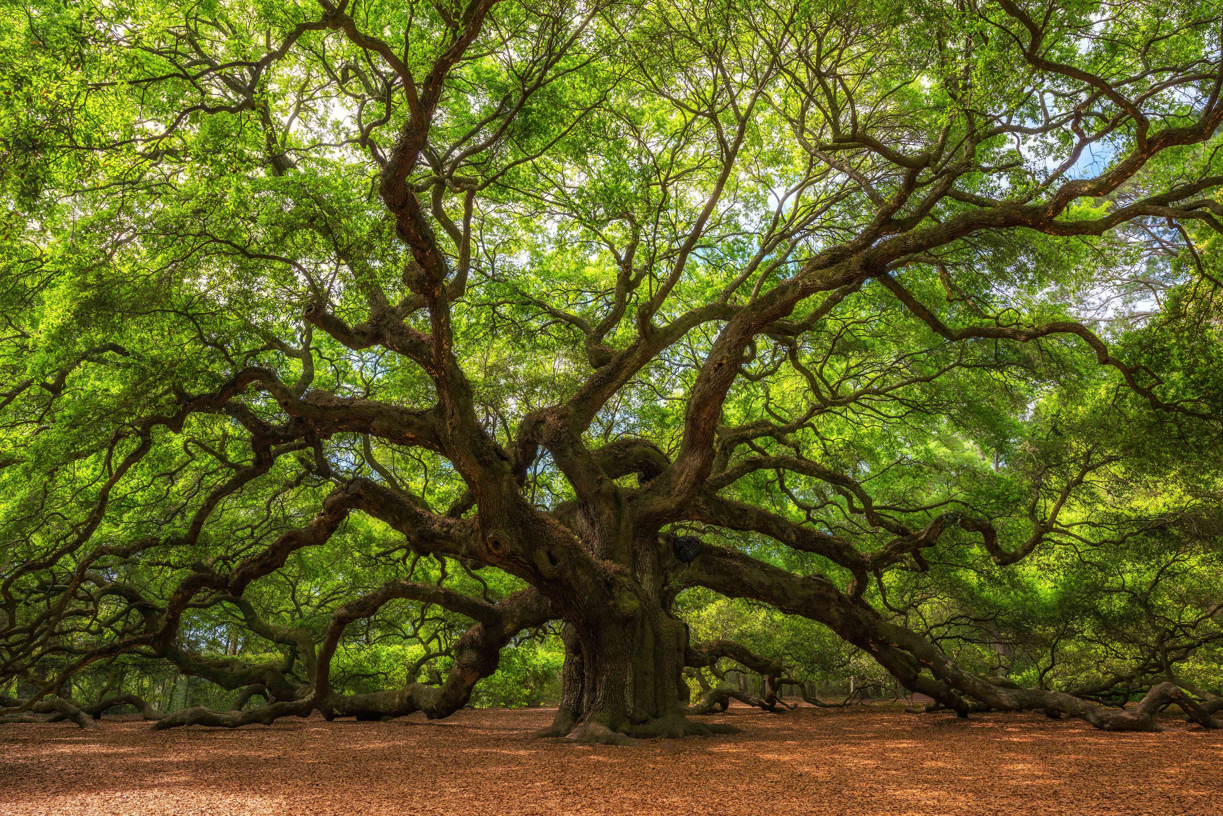 Detail Natural Trees Images Nomer 37