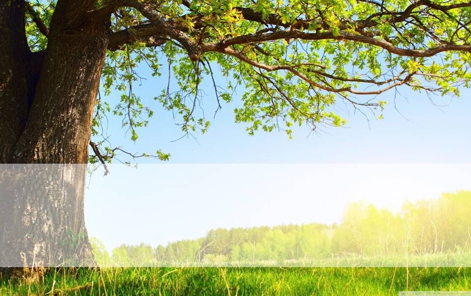 Detail Nature Background Powerpoint Nomer 20