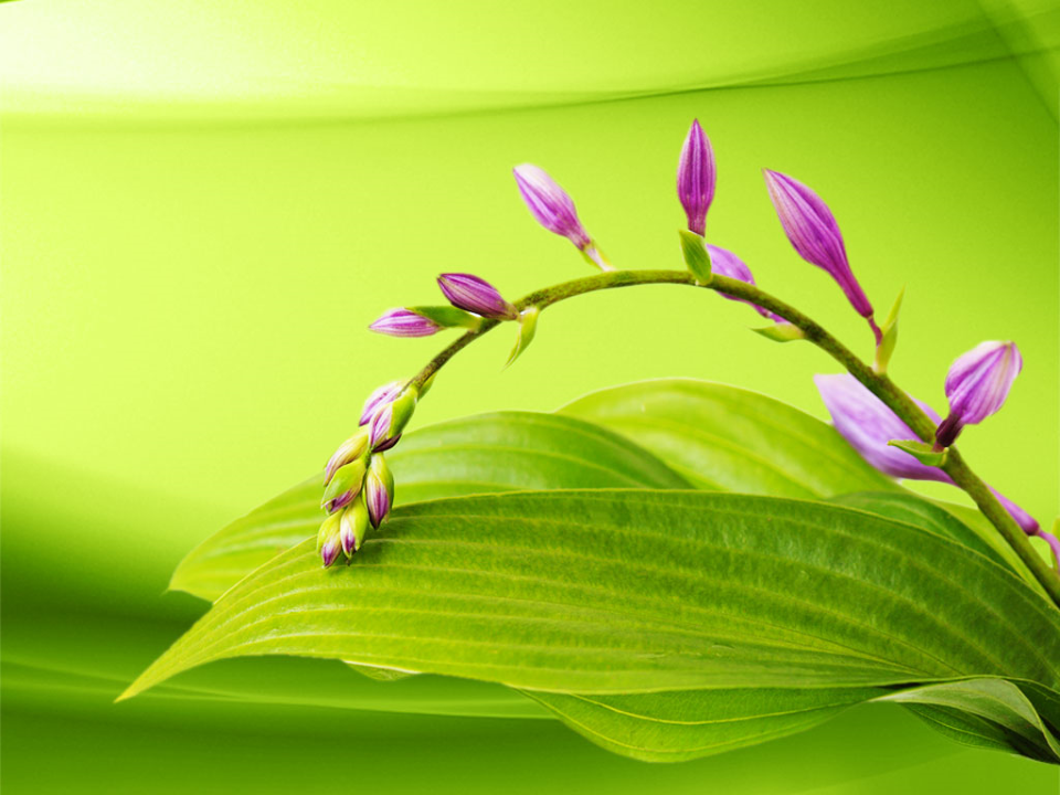 Detail Nature Background Powerpoint Presentation Nomer 53