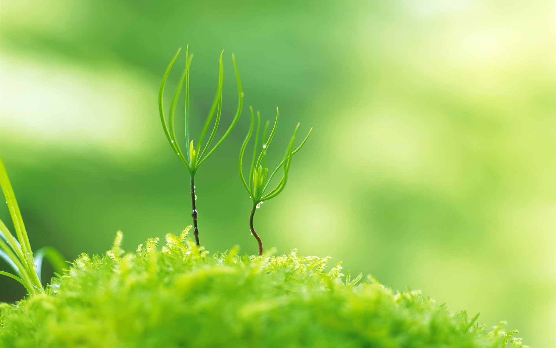 Detail Nature Background Powerpoint Presentation Nomer 10