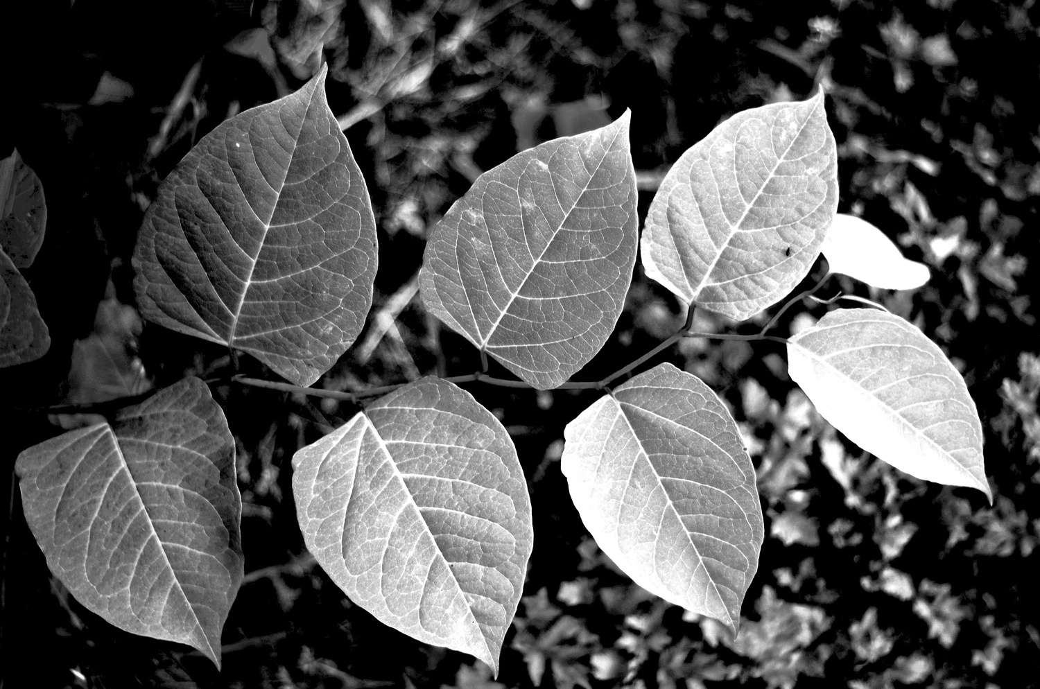 Detail Nature Black And White Nomer 15