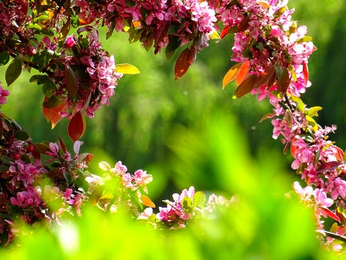 Detail Nature Images Downloads Nomer 27