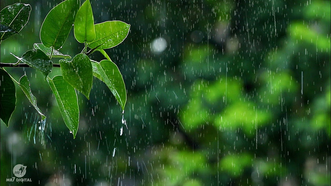 Detail Nature Rain Images Nomer 15