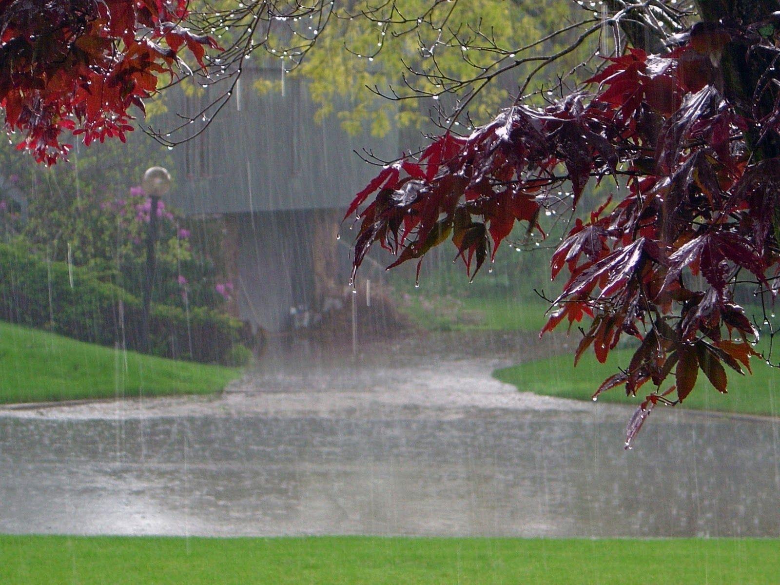 Download Nature Rain Images Nomer 21