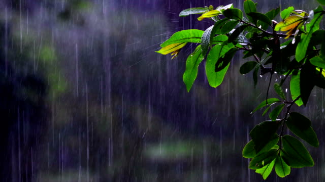 Download Nature Rain Images Nomer 22