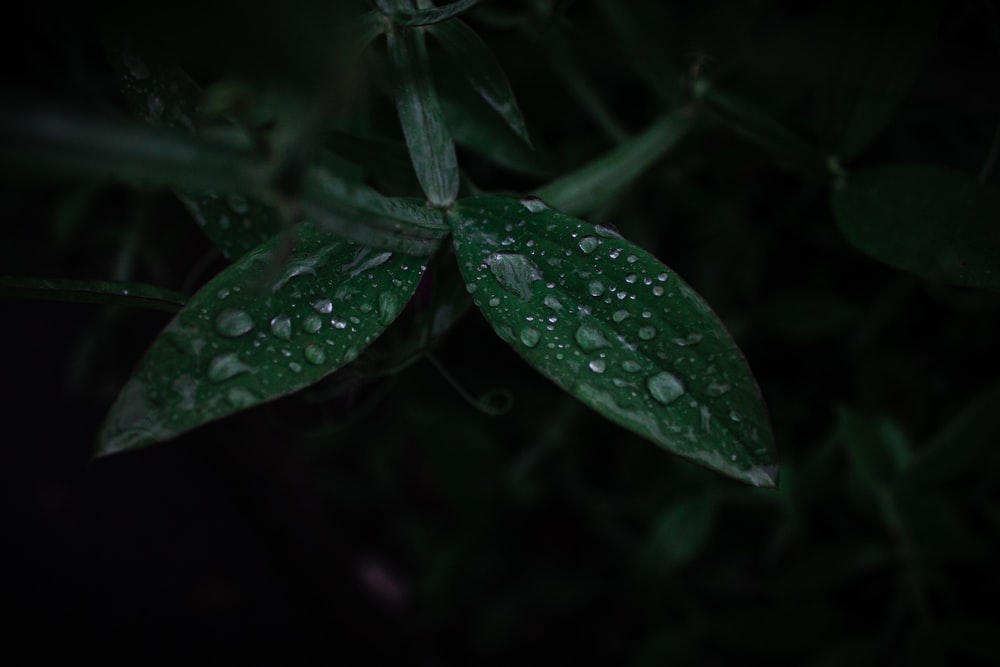 Detail Nature Rain Images Nomer 32