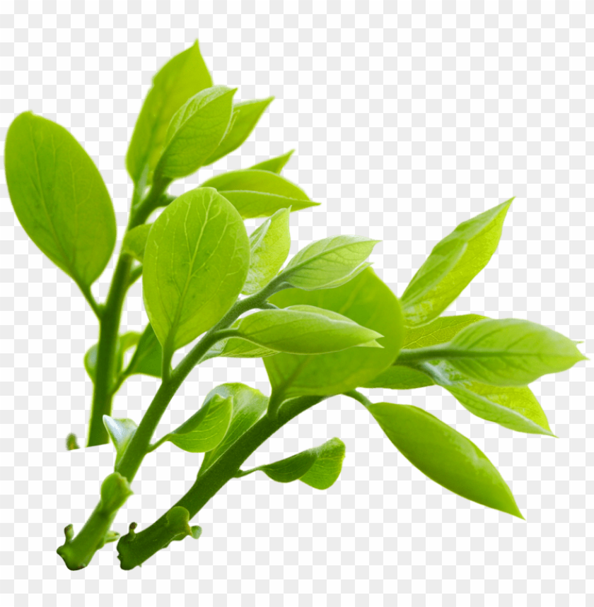 Nature Transparent Background - KibrisPDR
