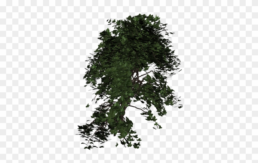 Detail Nature Transparent Background Nomer 22