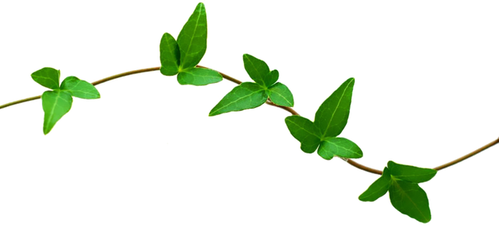 Detail Nature Transparent Background Nomer 30
