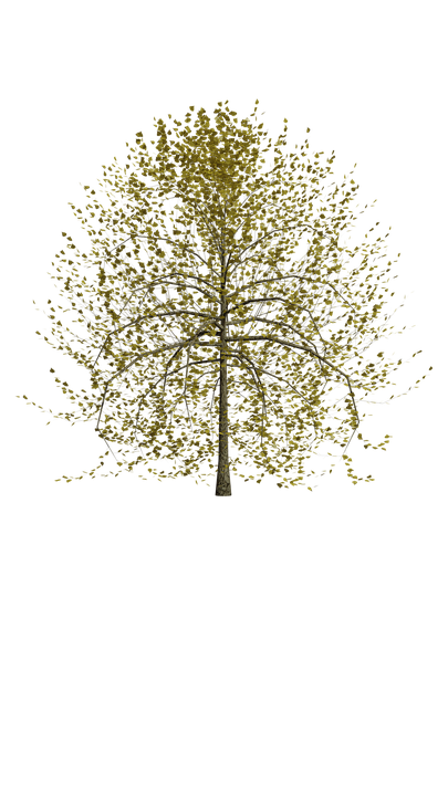 Detail Nature Transparent Background Nomer 35