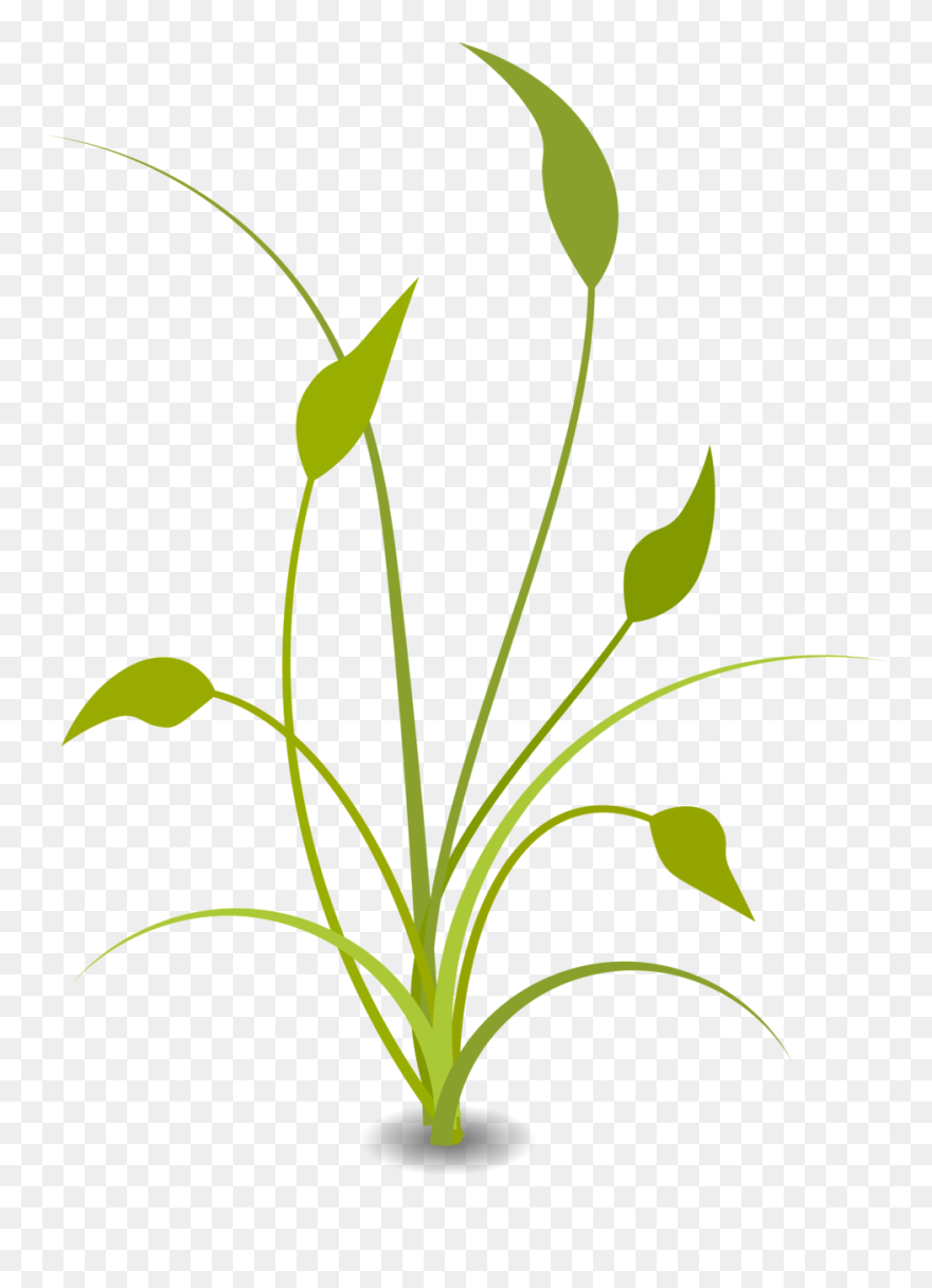Detail Nature Transparent Background Nomer 6