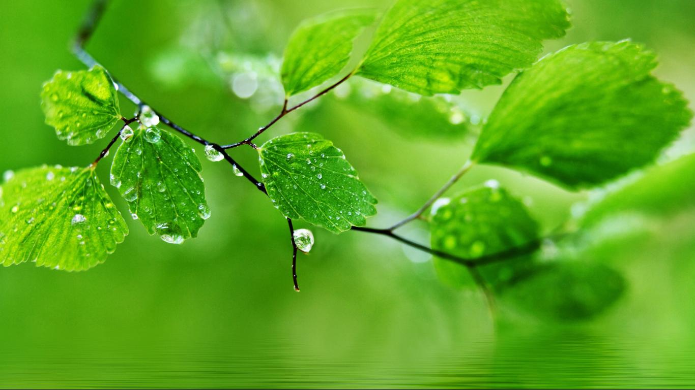 Detail Nature Wallpaper 1366x768 Nomer 26