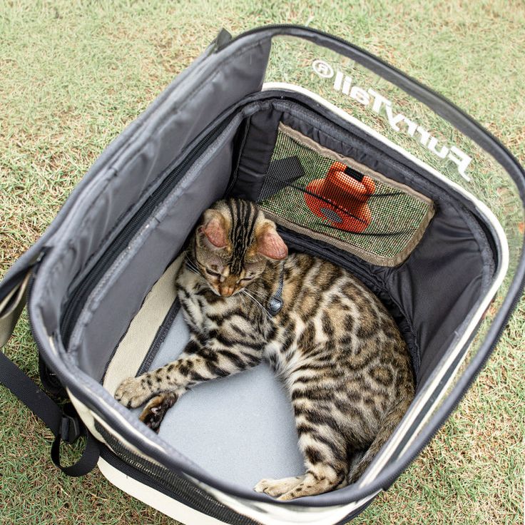 Detail Navigator Cat Backpack Nomer 18
