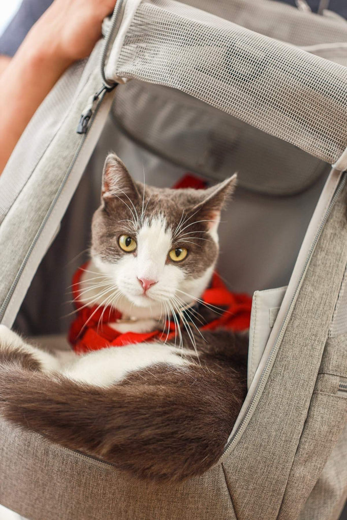 Detail Navigator Cat Backpack Nomer 53