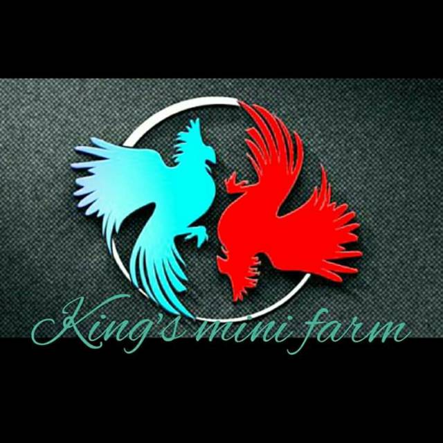 Detail Logo Farm Ayam Aduan Nomer 26