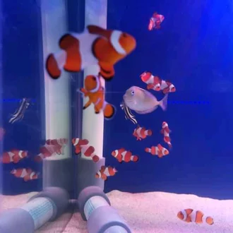 Detail Nemo Air Tawar Nomer 40