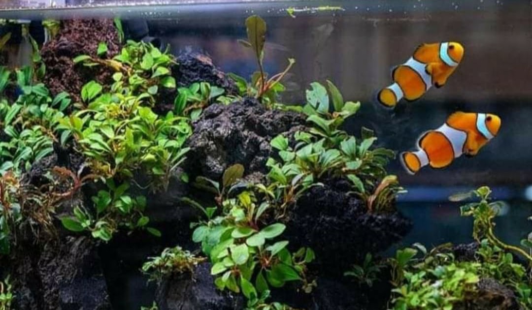 Detail Nemo Air Tawar Nomer 6