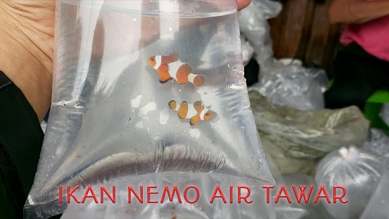 Detail Nemo Air Tawar Nomer 8