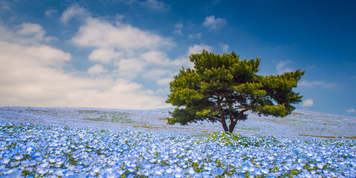 Detail Nemophila Hitachi Seaside Park Nomer 15