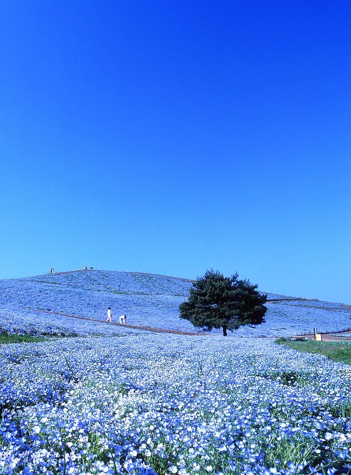 Detail Nemophila Hitachi Seaside Park Nomer 18