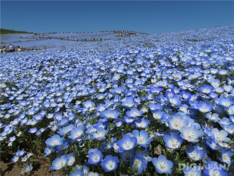 Detail Nemophila Hitachi Seaside Park Nomer 6