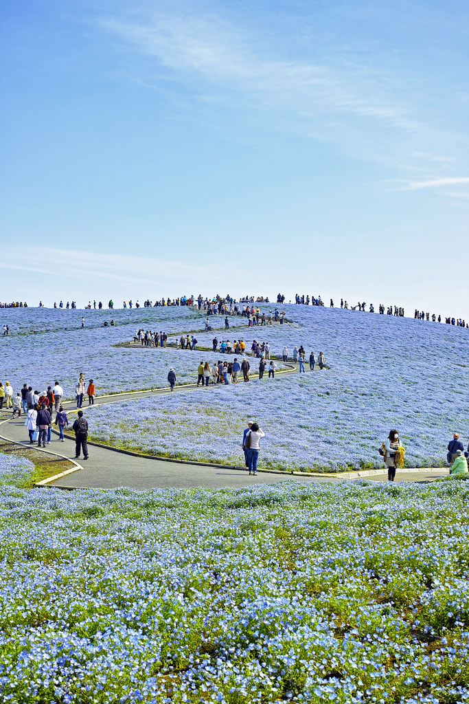 Detail Nemophila Hitachi Seaside Park Nomer 56