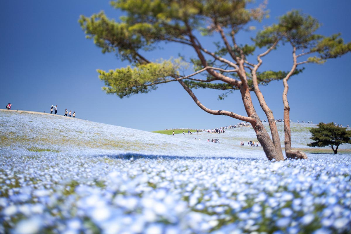 Detail Nemophila Hitachi Seaside Park Nomer 7