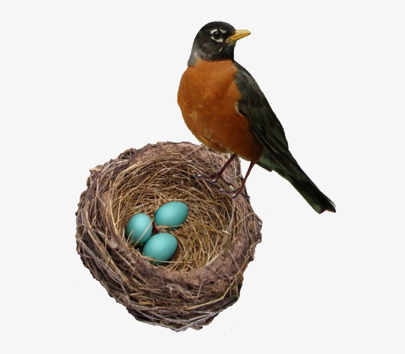 Detail Nest Transparent Background Nomer 33