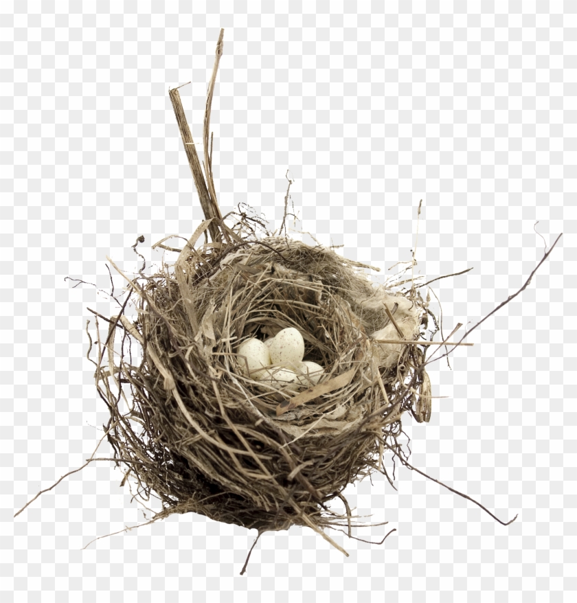 Detail Nest Transparent Background Nomer 5