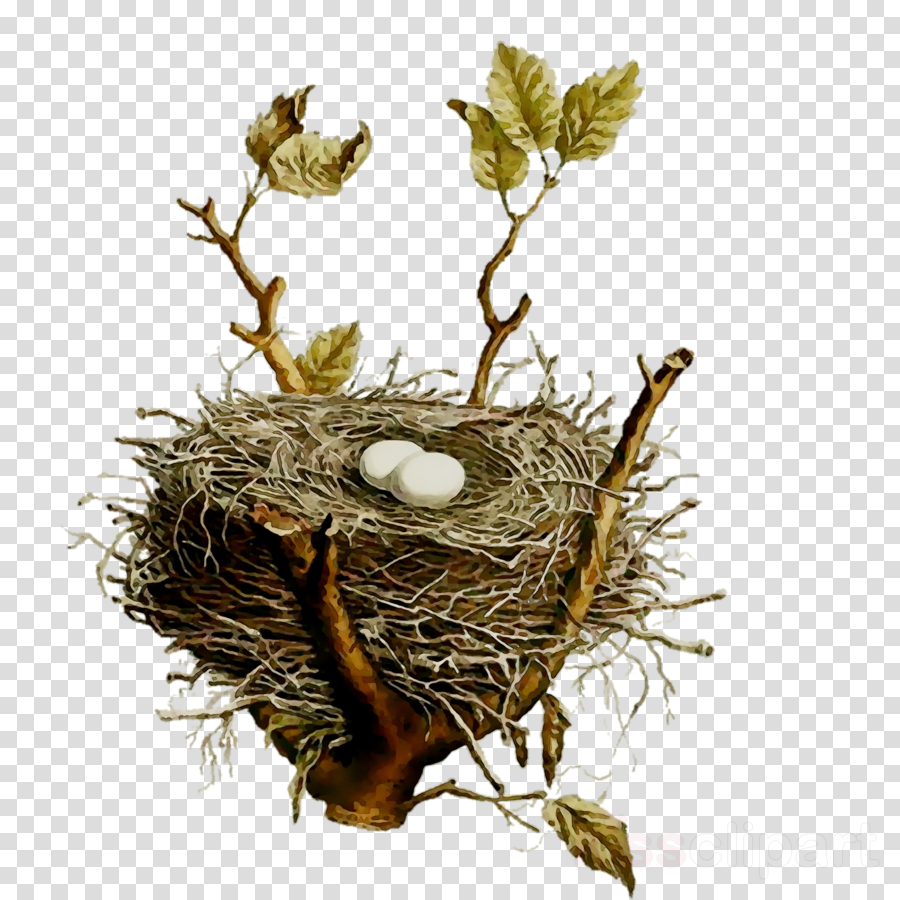 Detail Nest Transparent Background Nomer 45