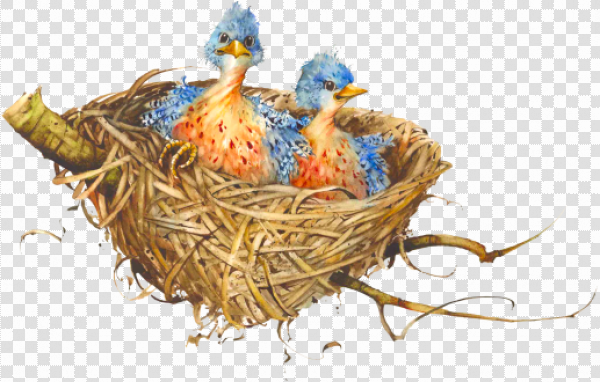 Detail Nest Transparent Background Nomer 52