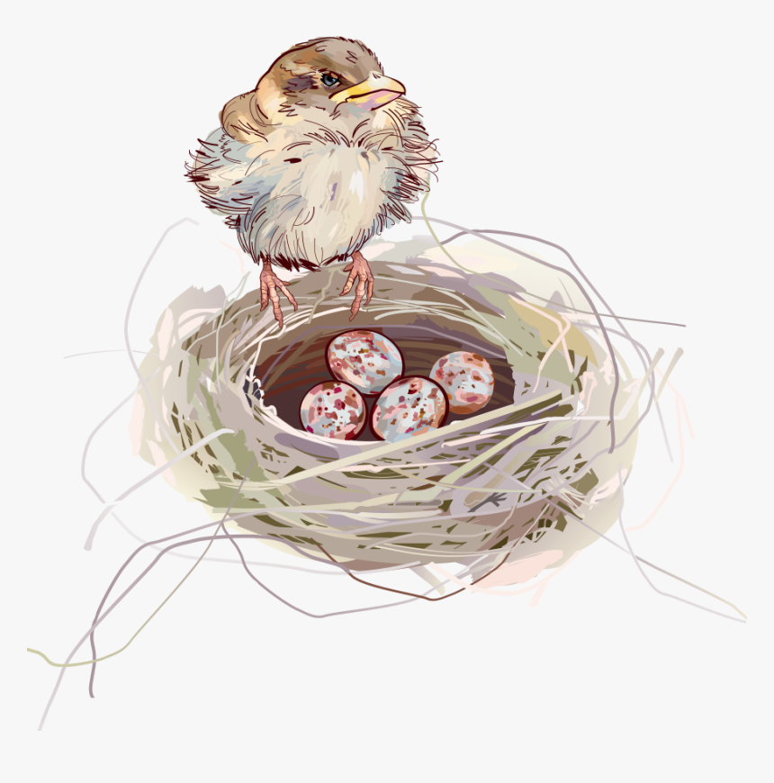 Detail Nest Transparent Background Nomer 54