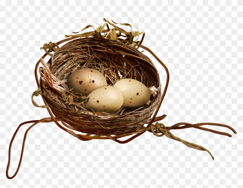 Detail Nest With Eggs Clipart Nomer 22