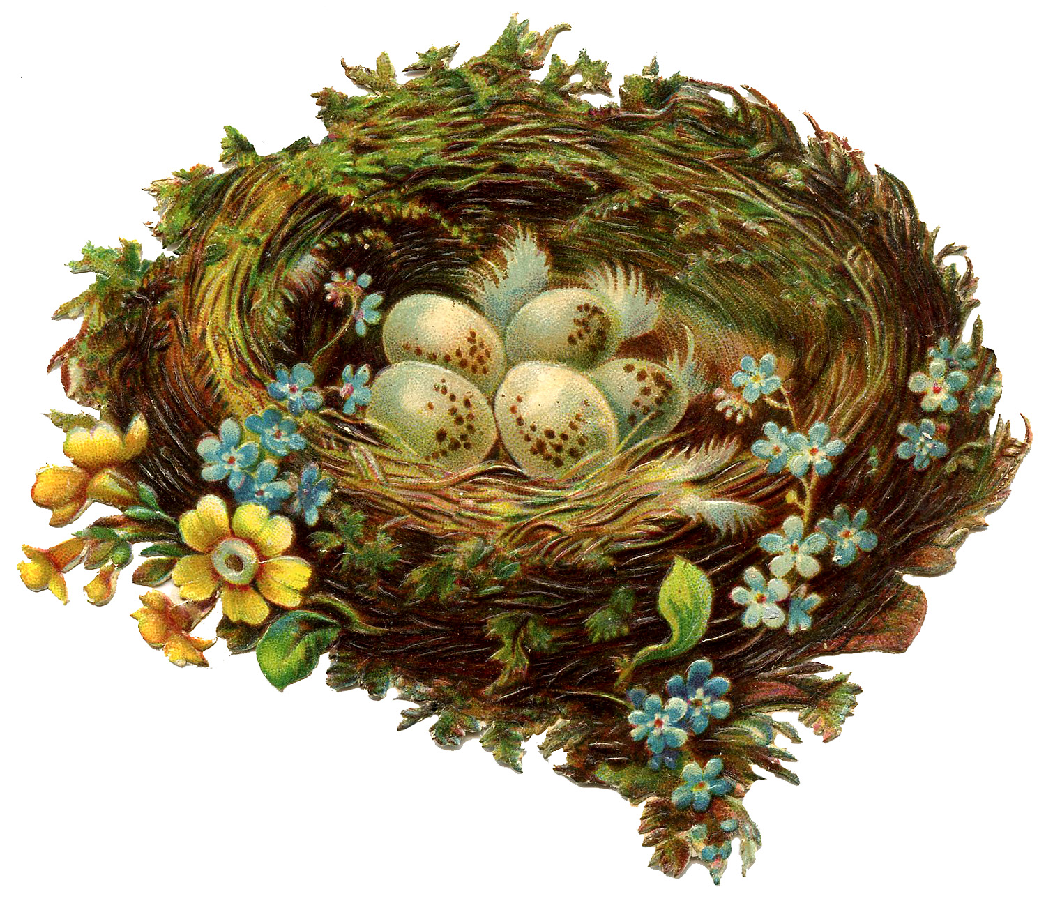 Detail Nest With Eggs Clipart Nomer 26