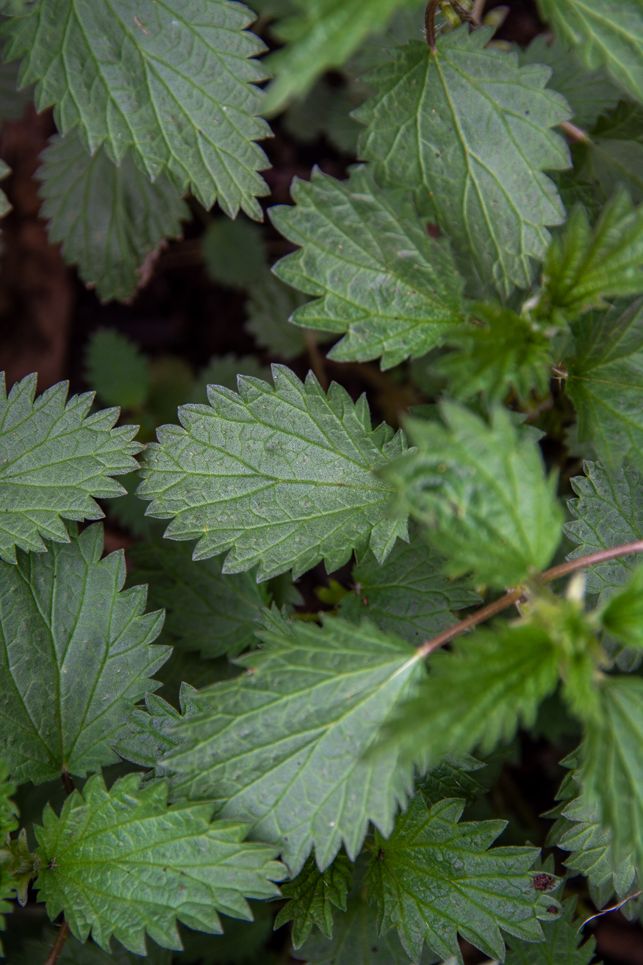 Detail Nettle Image Nomer 52