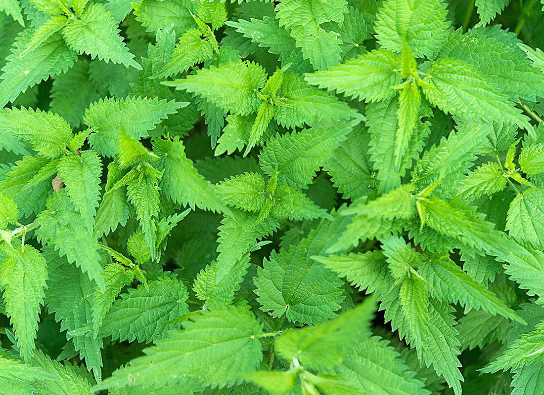 Detail Nettle Images Nomer 10