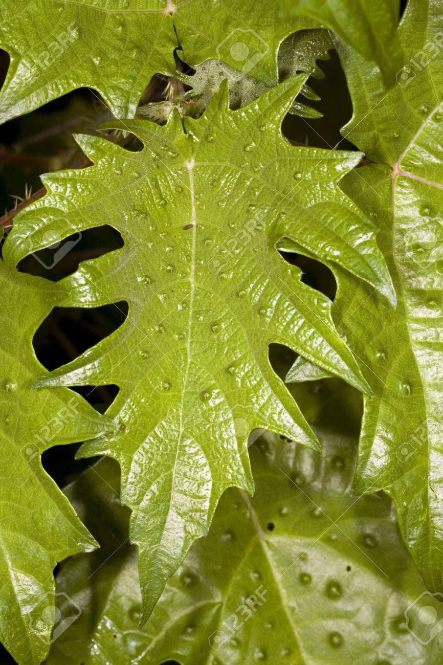Detail Nettle Leaf Amazon Nomer 15