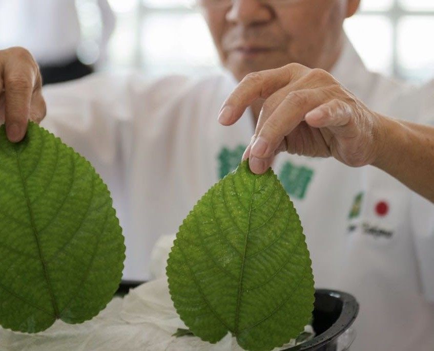 Detail Nettle Leaf Amazon Nomer 24