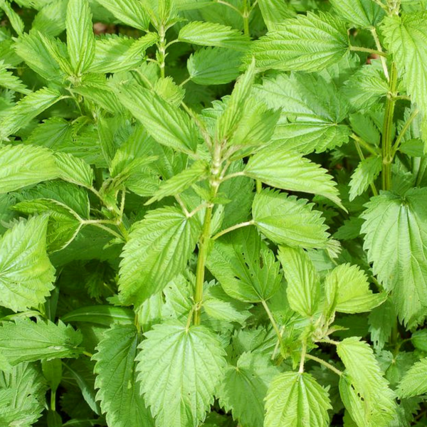 Detail Nettle Leaf Picture Nomer 35